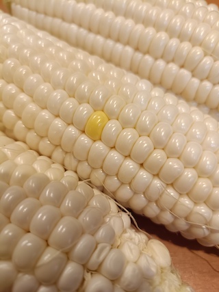 20250626.jpg